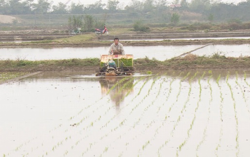 Đẩy nhanh gieo cấy lúa đông xuân theo khung lịch thời vụ